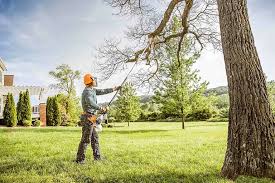 Best Hedge Trimming  in Needles, CA